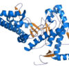 Hyaluronidases