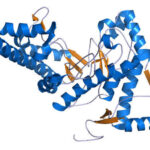 Hyaluronidases