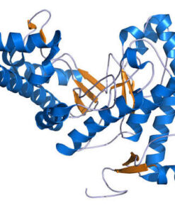 Hyaluronidases
