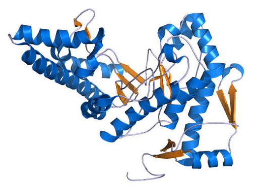 Hyaluronidases